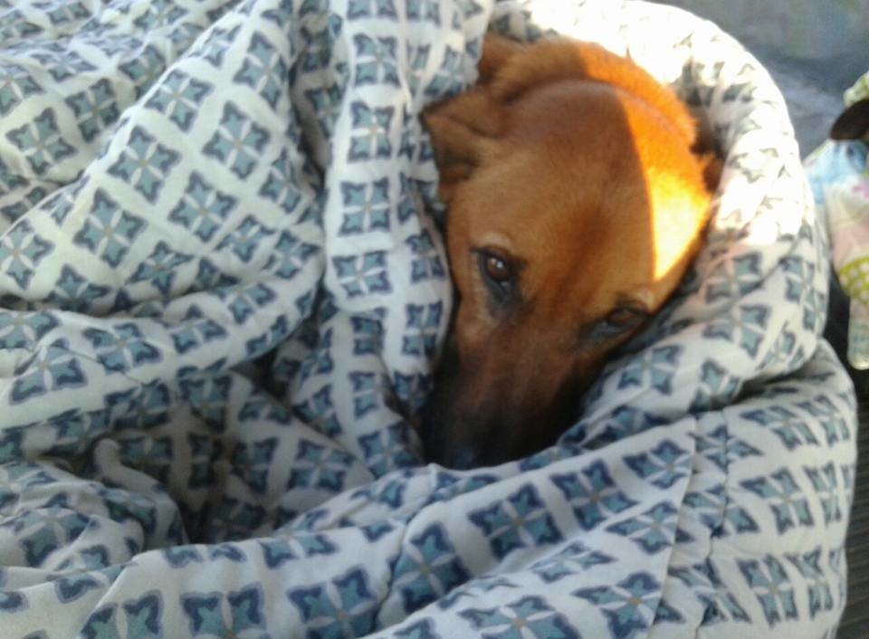 Illustration de l'article : Une station de bus accueille des chiens errants en période de froid
